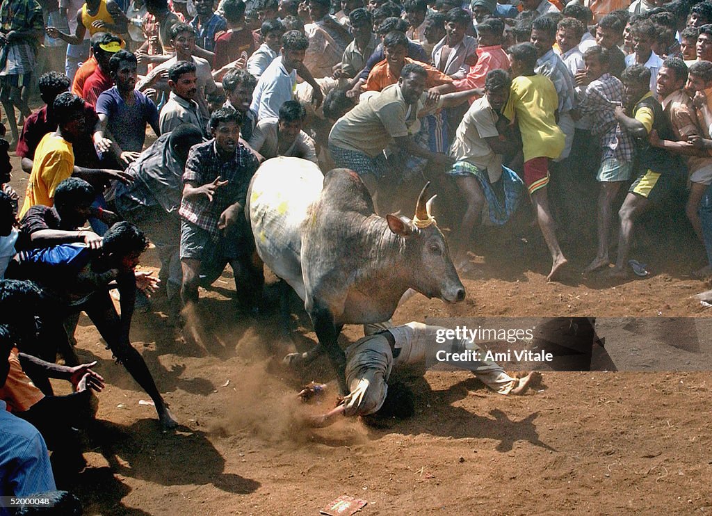 Men Risk Their Lives During Jallikattu