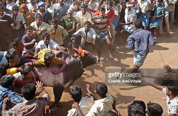 Indian men try to tame a bull during 'Jallikattu', in connection with the harvest festival called Pongal, January 16 near Madarai, in the Indian...