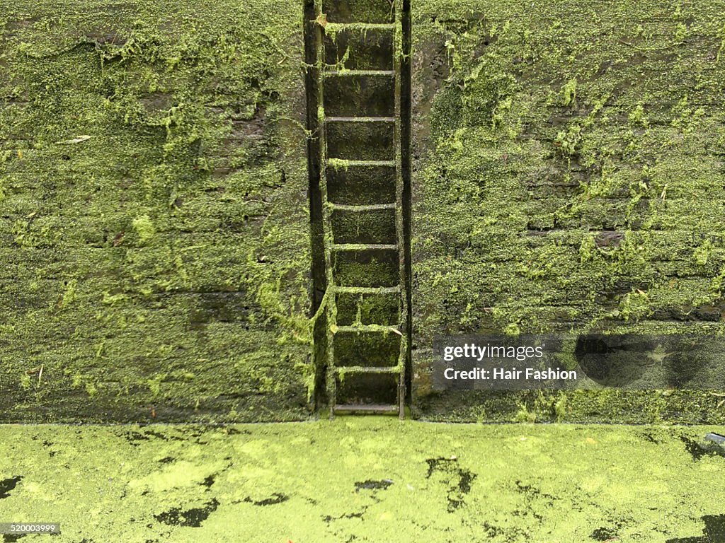 Canal pond, algae ladder