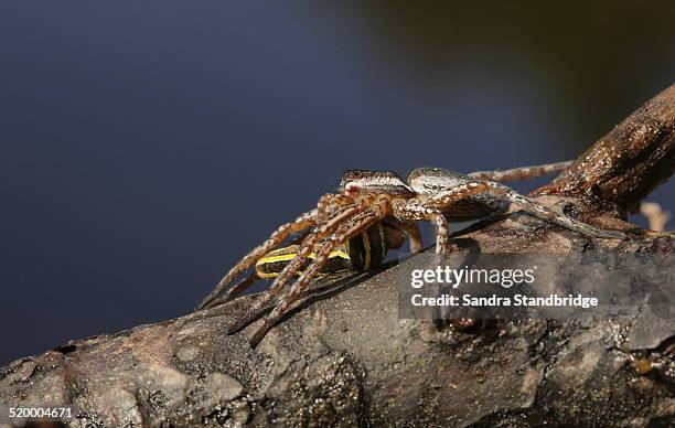a rare raft spider with it's kill a caterpillar. - paúl fotografías e imágenes de stock