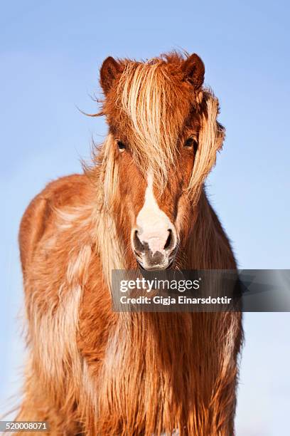 icelandic horse, winter coat - blaze pattern animal marking stock pictures, royalty-free photos & images