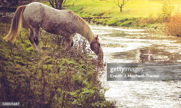 appaloosa morning - appaloosa stock pictures, royalty-free photos & images