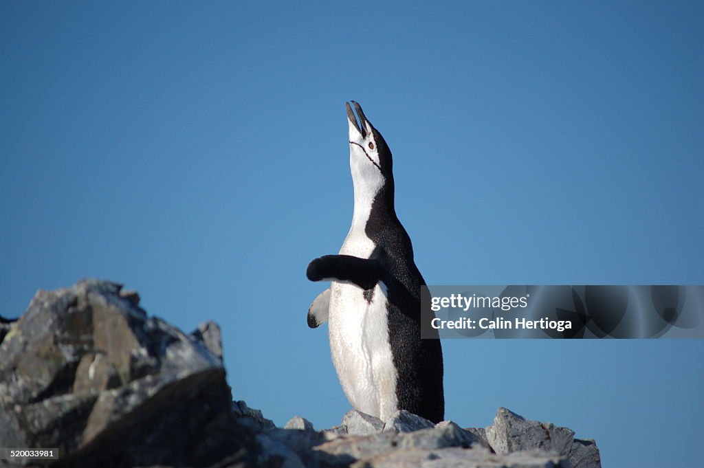 Chinstrap Penguin In Ecstatic Display High-Res Stock Photo - Getty Images