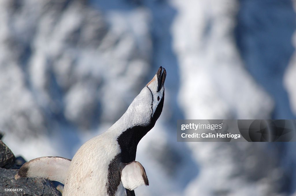 Chinstrap Penguin In Ecstatic Display High-Res Stock Photo - Getty Images
