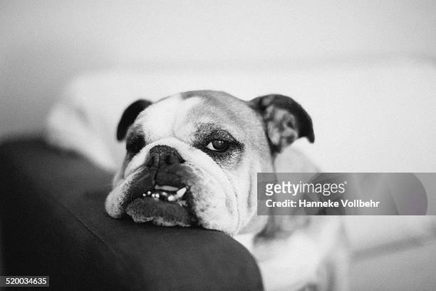 lazy and tired english bulldog on couch - hanneke vollbehr bildbanksfoton och bilder