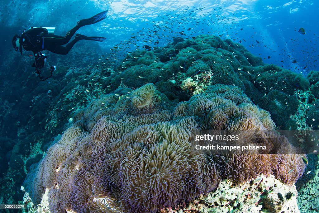 Large field of Anemones in the Gulf of Thailand