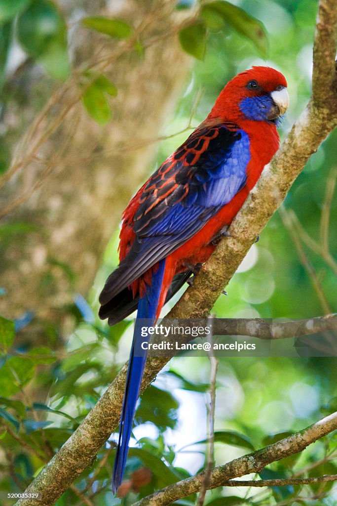 Crimson Rosella parrot