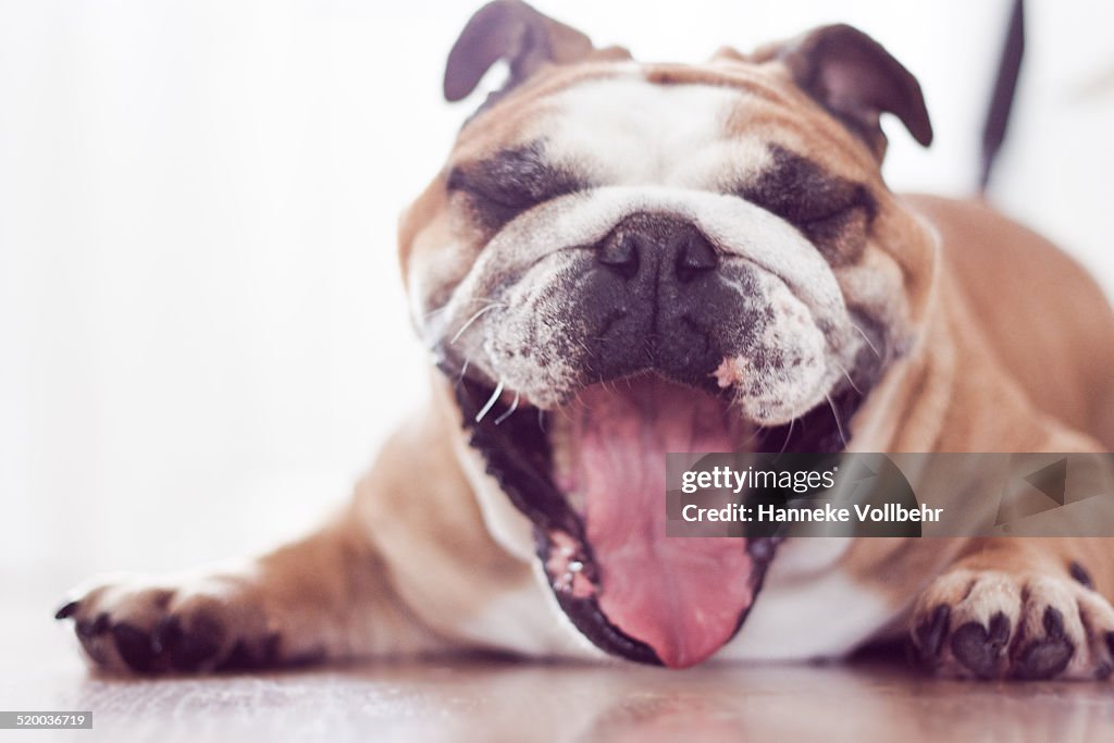 English bulldog yawning