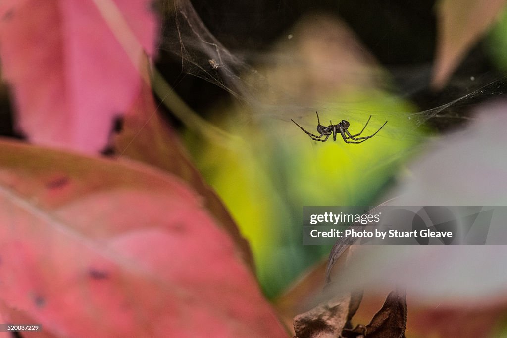 Spider on web