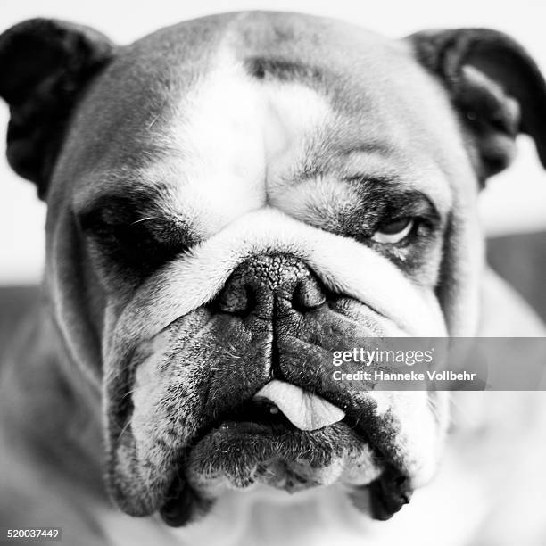 my english bulldog is not in the mood... - hanneke vollbehr bildbanksfoton och bilder