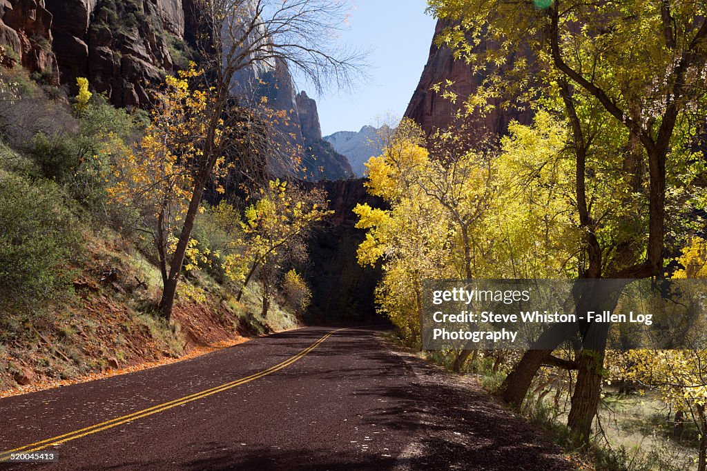 Road in Zion National Park during Fall