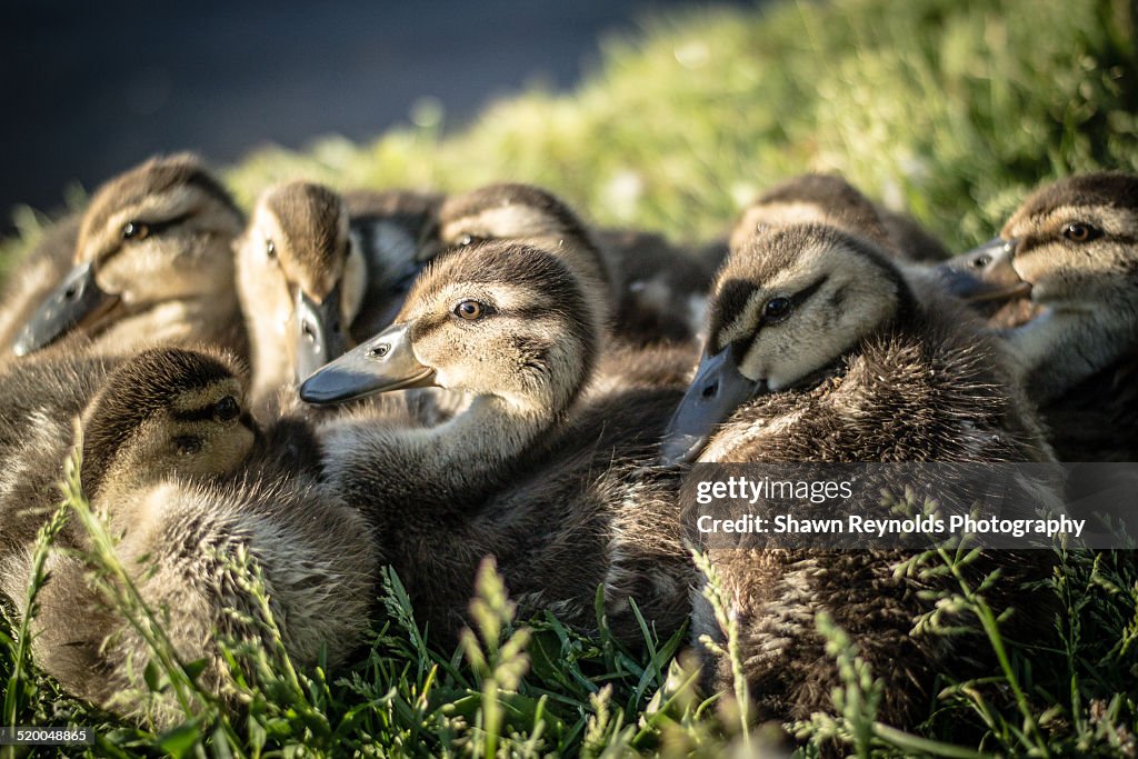 Ducklings Basking In Summer Sun