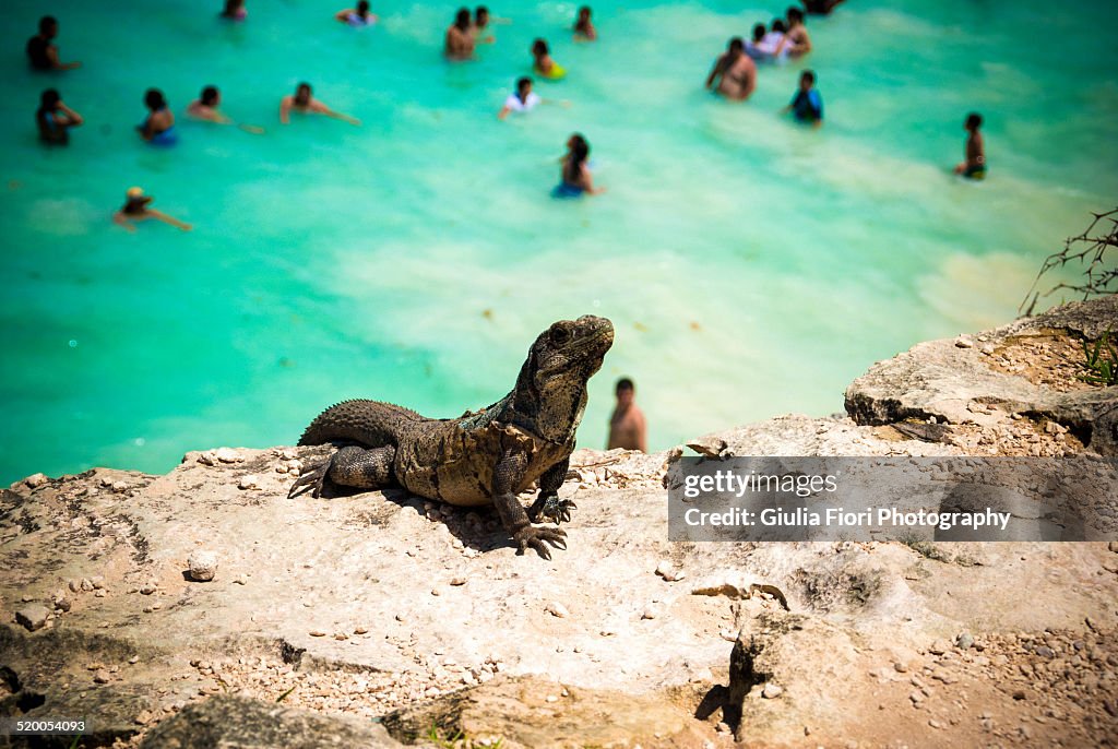 Iguana on a cliff in Tulum, Mexico