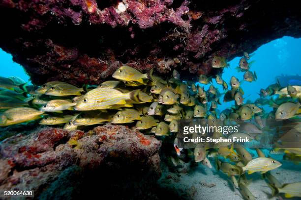 schooling fish in coral reef - grunzer stock-fotos und bilder