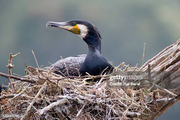 Cormorant Nesting Photos and Premium High Res Pictures - Getty Images