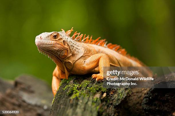 green tree iguana, iguana iguana, central and northern and central south america. unusual orange color morph. - iguana imagens e fotografias de stock