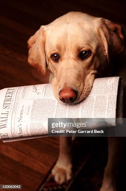 labrador retriever holding wall street journal in mouth - zuverlässigkeit stock-fotos und bilder