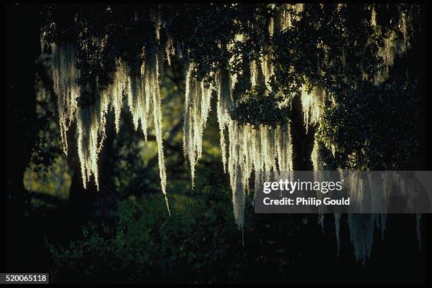 spanish moss - airplant bildbanksfoton och bilder