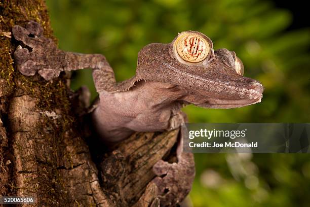madagascar fringed leaf-tail gecko, uroplatus fimbriatus, climbing up a tree. native to madagascar, africa, controlled situation. - uroplatus fimbriatus stock-fotos und bilder
