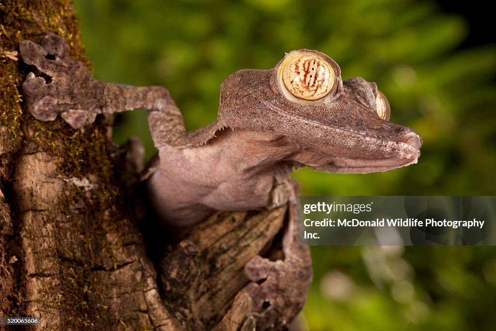 Madagascar Fringed Leaf-tail Gecko, Uroplatus fimbriatus, climbing up a tree. Native to Madagascar, Africa, Controlled Situation.