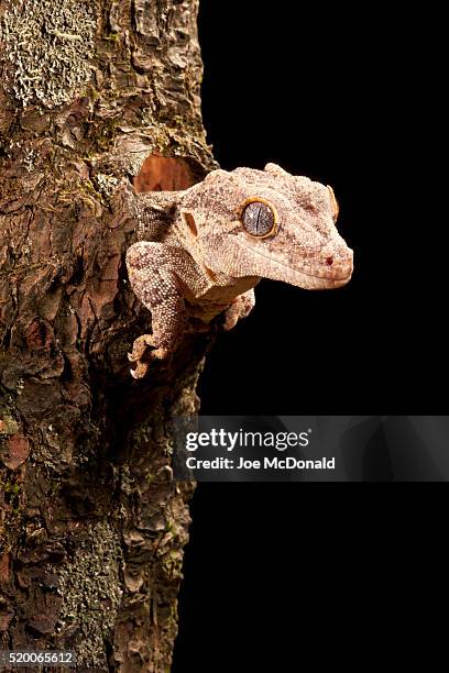 gargoyle gecko or new caledonian bumpy gecko, rhacodactylus auriculatus, new caledonia. adult sticking out of hiding hole in tree - rhacodactylus stock pictures, royalty-free photos & images
