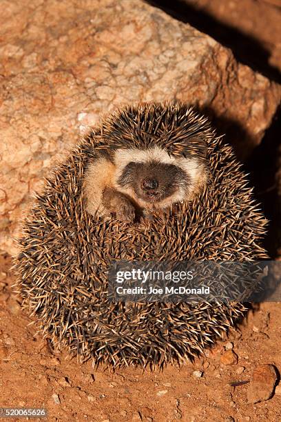 hedgehog, atelerix albiventris, samburu game reserve, kenya, east africa - atelerix albiventris stock pictures, royalty-free photos & images