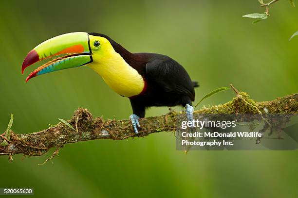 keel-billed toucan, ramphastos sulfuratus, laguana del lagarto, costa rica. adult in full breeding plumage on a tree limb at the edge of the lowland jungle or rain forest. - toucan 個照片及圖片檔