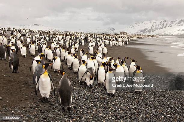 king penguin - king penguin imagens e fotografias de stock