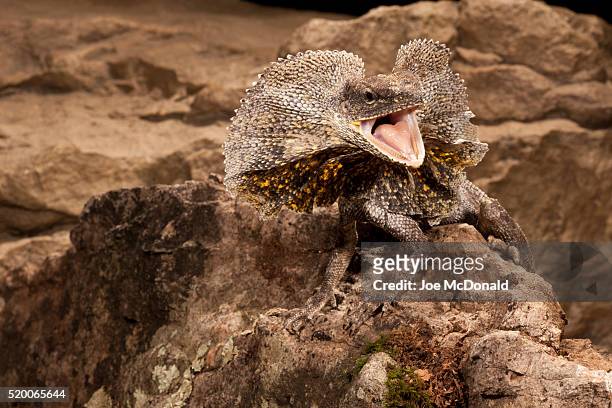 frilled lizard, chlamydosaurus kingii. controlled situation - frilled lizard stock pictures, royalty-free photos & images