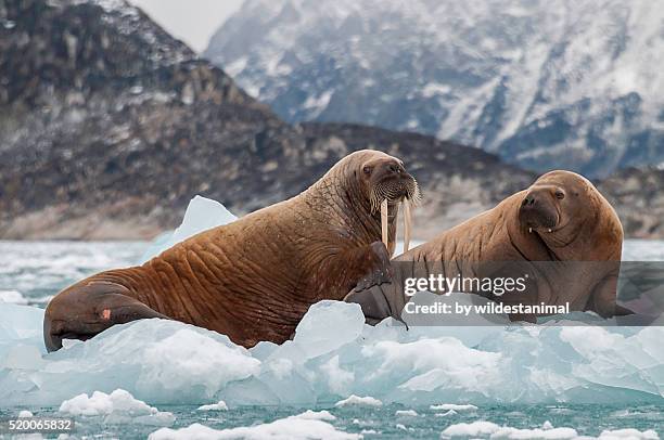 walruses on ice - svalbard islands stock pictures, royalty-free photos & images