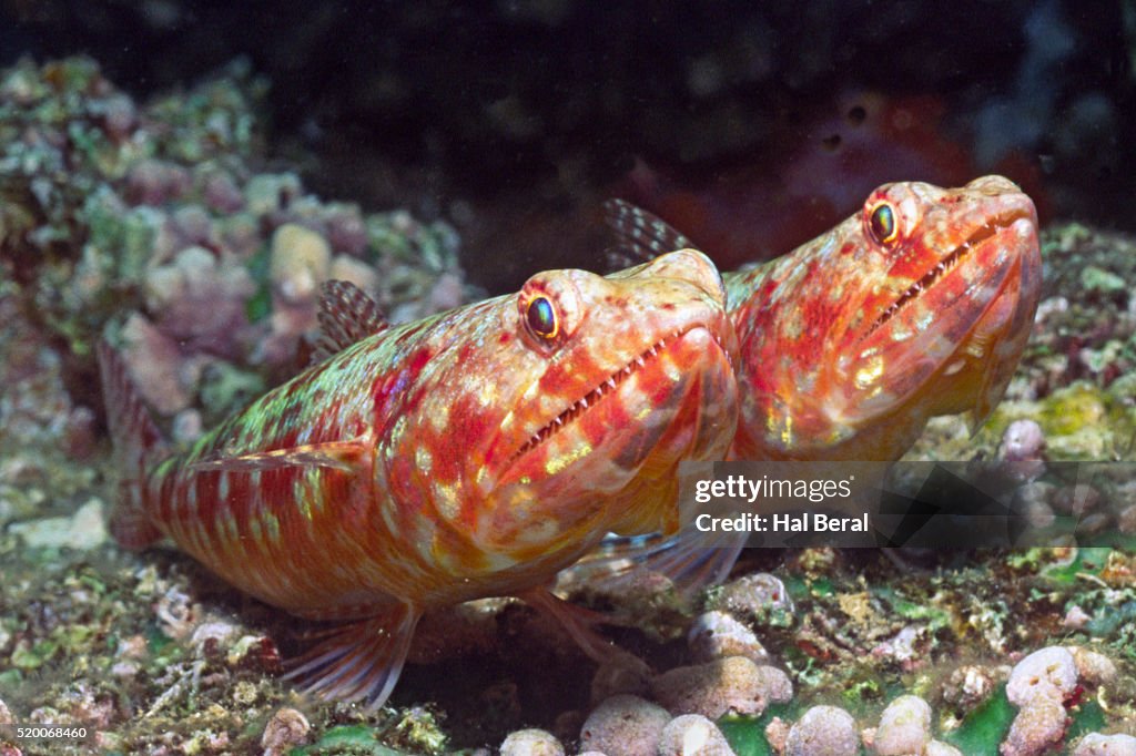 Lizardfish Reef Lizardfish High-Res Stock Photo - Getty Images