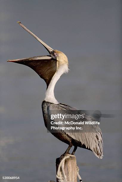 brown pelican profile with open beak - pellicano foto e immagini stock