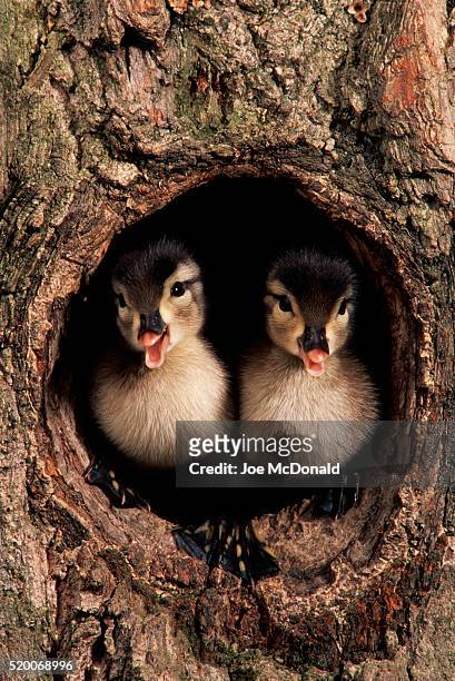 ducklings in tree hollow - ducklings bildbanksfoton och bilder