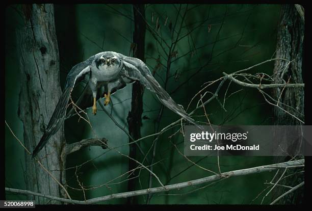 front view of flying goshawk - goshawk fotografías e imágenes de stock