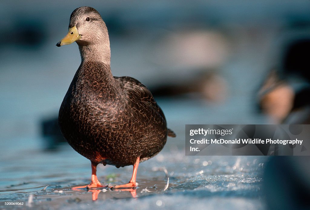 American Black Duck Stands on Shore