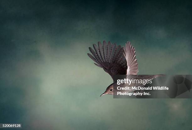 house wren in flight - wren stock pictures, royalty-free photos & images