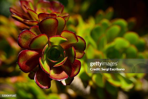 close-up of aeonium arboreum(air plant, evergreen tree). - aeonium arboreum stock-fotos und bilder