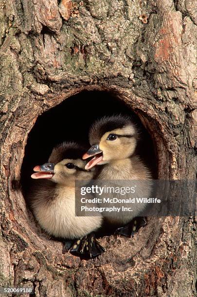 Duck In A Tree Wood Duck Nest Photos and Premium High Res Pictures - Getty Images
