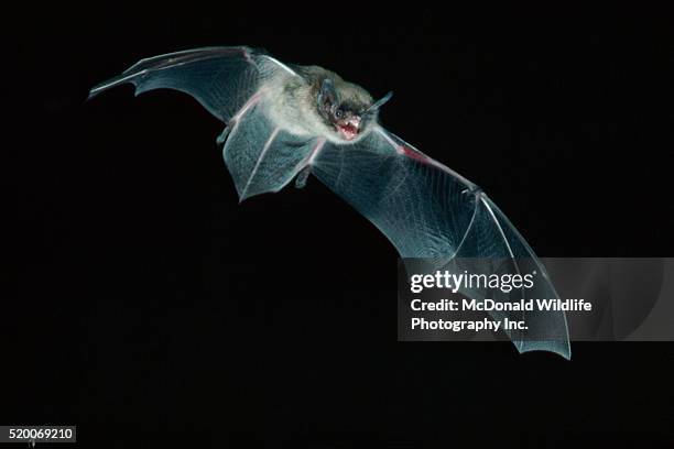 little brown bat in flight - fledermaus stock-fotos und bilder