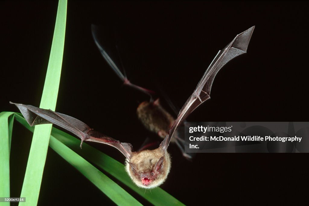 Little Brown Bat in Flight
