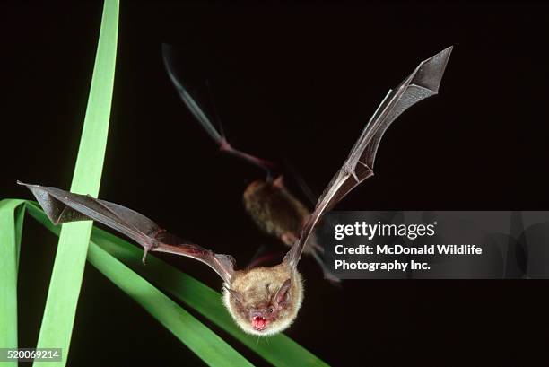 little brown bat in flight - petite-chauve-souris-brune photos et images de collection