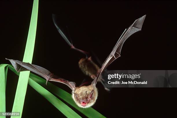 little brown bat in flight - kleine bruine vleermuis stockfoto's en -beelden