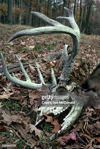 white-tailed deer skull and antlers - deer skull stock pictures, royalty-free photos & images