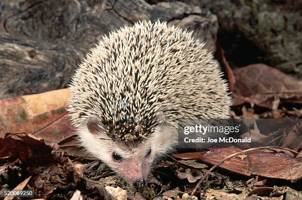 african hedgehog - african pygmy hedgehog ストックフォトと画像