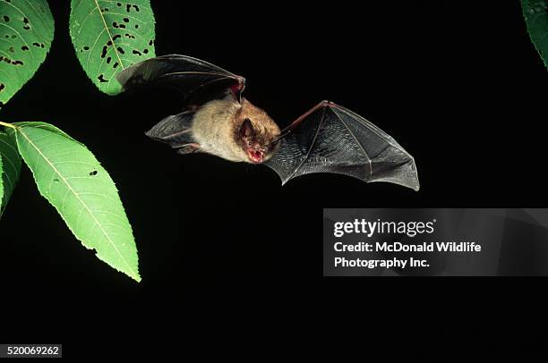 little brown bat in flight - kleine bruine vleermuis stockfoto's en -beelden