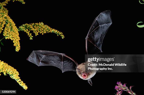 little brown bat in flight - fledermaus stock-fotos und bilder