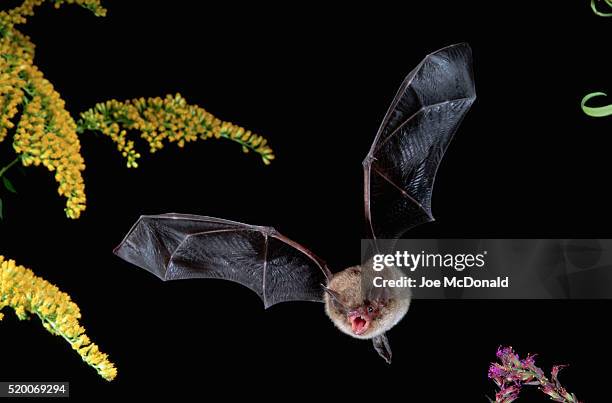little brown bat in flight - bats flying ストックフォトと画像