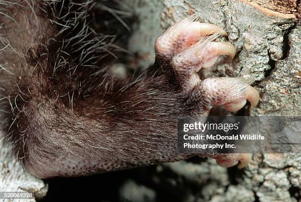 virginia opossum's feet claw tree - opossum 個照片及圖片檔