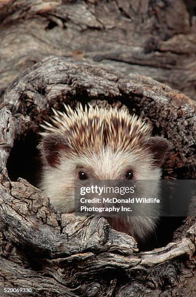 150 Four Toed Hedgehog Stock Photos, High-Res Pictures, and Images