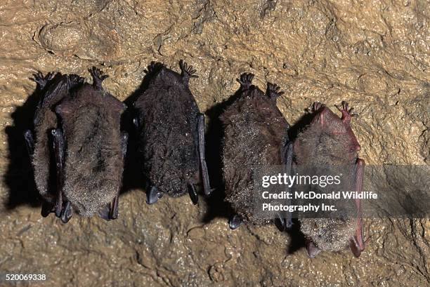 little brown bats hibernating - kleine bruine vleermuis stockfoto's en -beelden